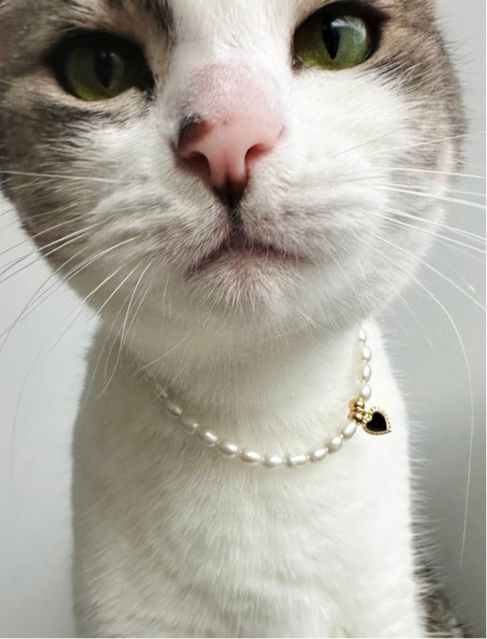 Spoil your cat with matching pet jewellery. Jewellery for cats